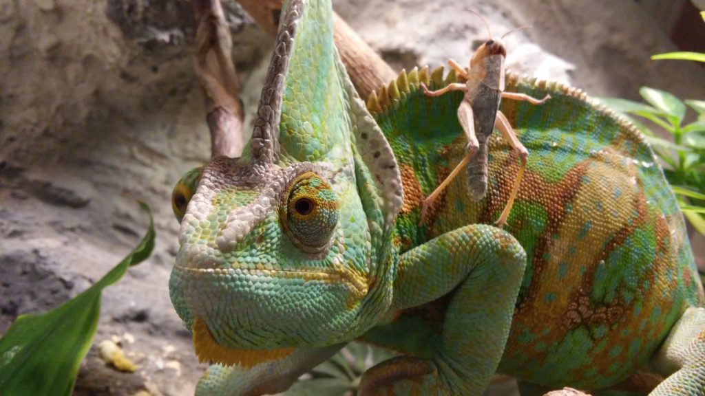 A starring chameleon that has a cricket on its back.