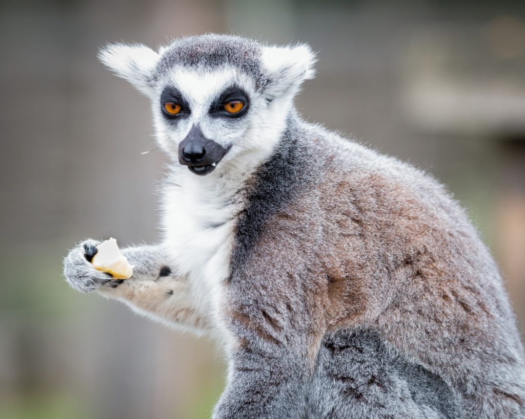 A lemur with a annoyed look on its face.